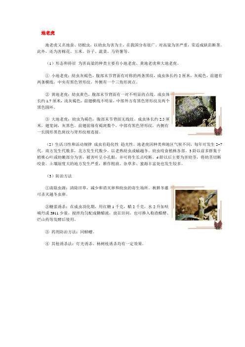 地老虎