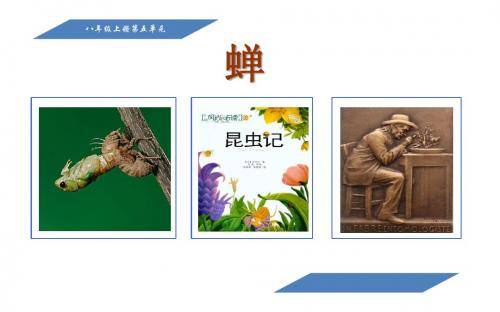 新人教版八年级语文上册《五单元  阅读  19： 蝉》公开课课件_3