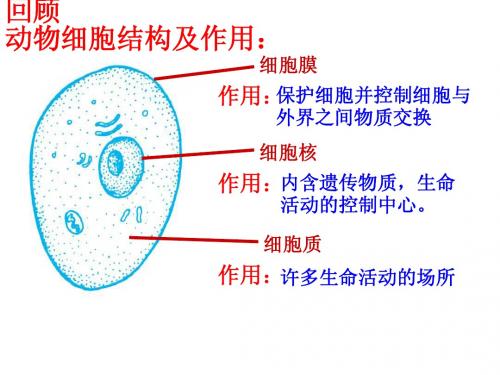 第三节生物体的结构层次