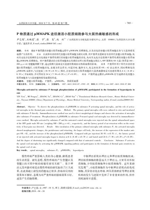 P物质通过p38MAPK途径激活小胶质细胞参与大鼠热痛敏感的形成