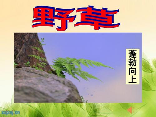 《野草》PPT课件