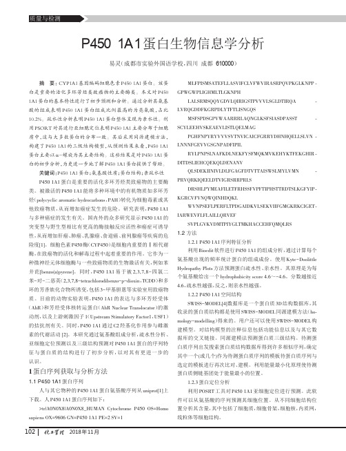 P450 1A1蛋白生物信息学分析
