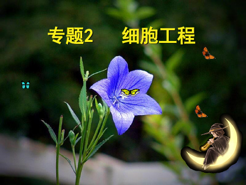 苏教版高中生物选修3第二章细胞工程第一节细胞工程概述细胞工程的基本技术之植物细胞工程教学课件