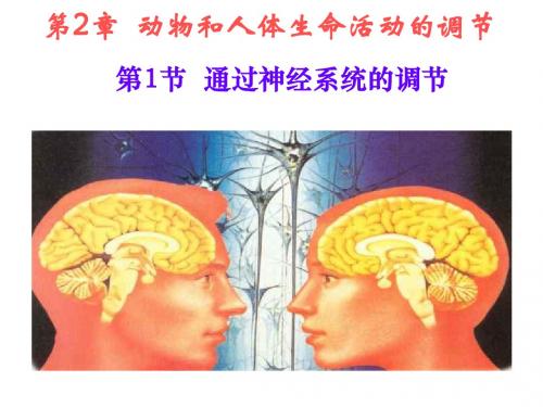 动物和人体生命活动PPT课件