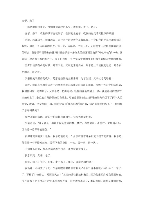 麦子,熟了