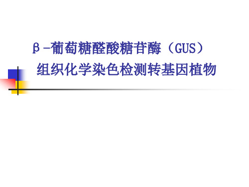 β-葡萄糖醛酸糖苷酶GUS组织化学染色检测转基因植物