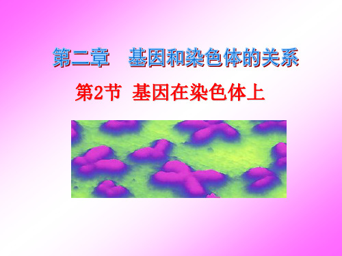 基因在染色体上公开课课件