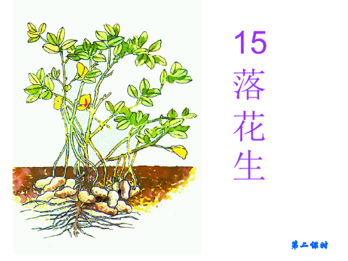 《落花生》落花生第二课时教学PPT课件