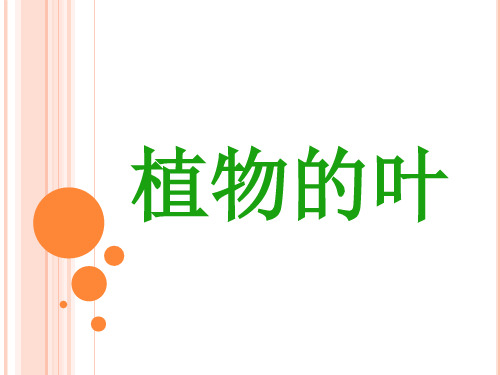 粤教版科学《植物的叶》PPT优质课件2