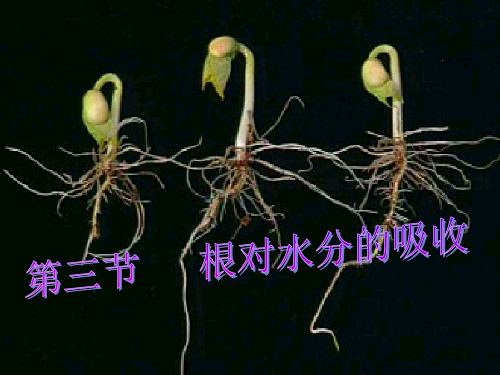 冀少版八年级生物上册第2章第2节根对水分的吸收课件(共31张PPT)