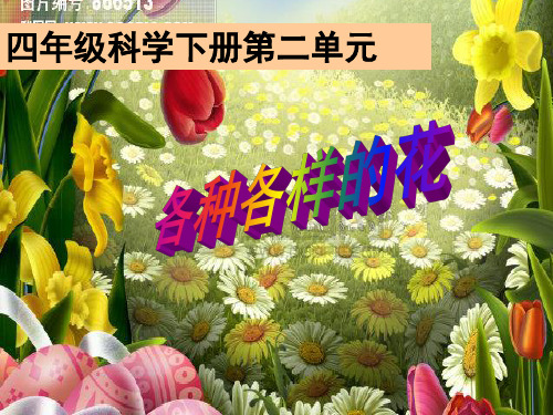 四年级下 各种各样的花教科版实用PPT (共70张PPT)
