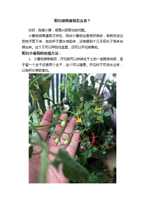 阳台樱桃番茄怎么养？