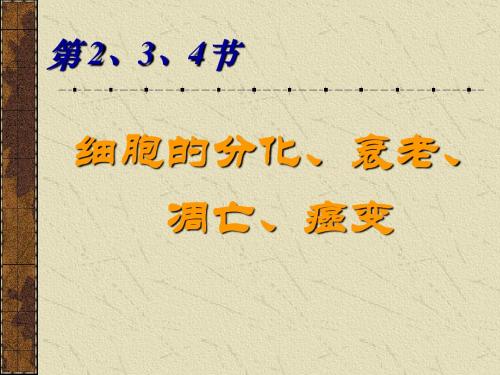 2、3、4、细胞的分化、衰老、凋亡、癌变