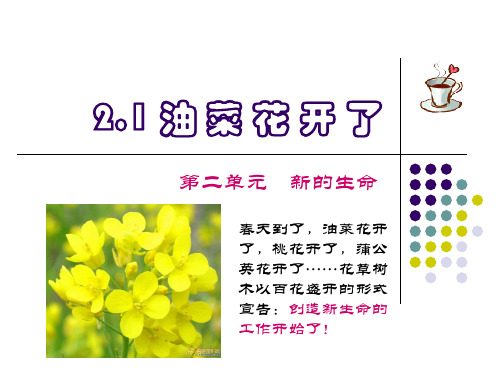 四年级下- 油菜花开了 教科版实用PPT