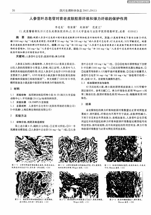 人参茎叶总皂苷对衰老皮肤胶原纤维和弹力纤维的保护作用