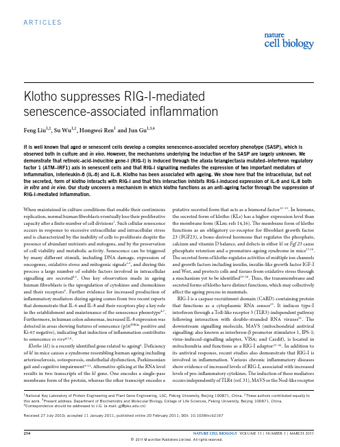 Klotho suppresses RIG-I-mediated senescence-associated inflammation