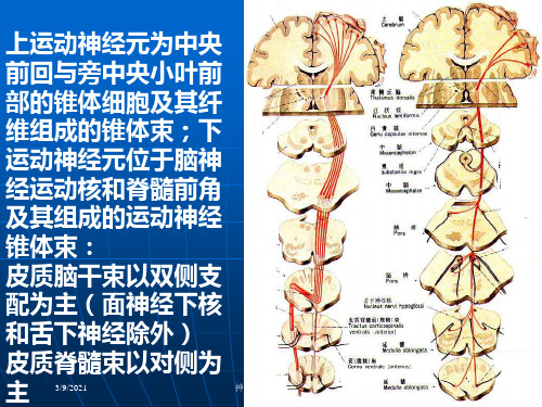 神经系统定位诊断培训课件