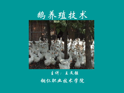 第一篇鹅的起源及品种介绍