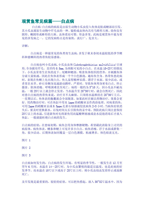 观赏鱼常见病篇——白点病