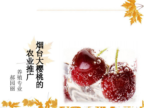 烟台大樱桃的农业推广认识