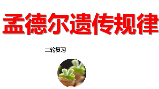 05 孟德尔遗传规律(课件)2023年高考生物二轮复习