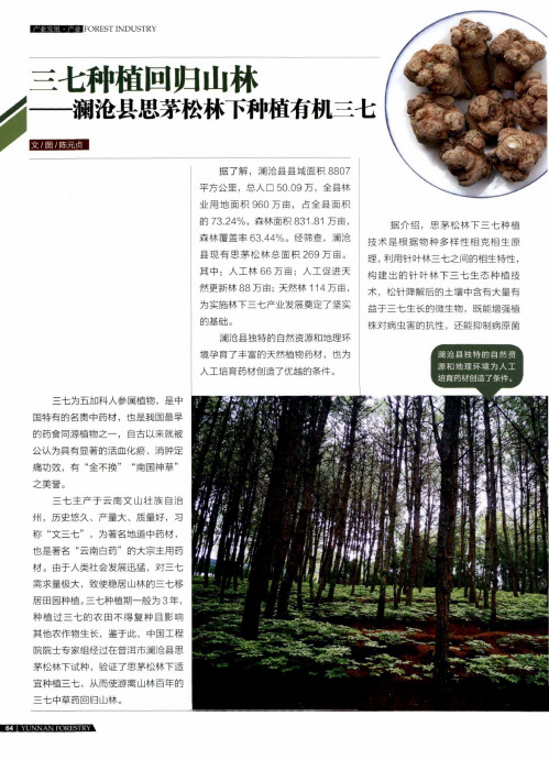 三七种植回归山林——澜沧县思茅松林下种植有机三七