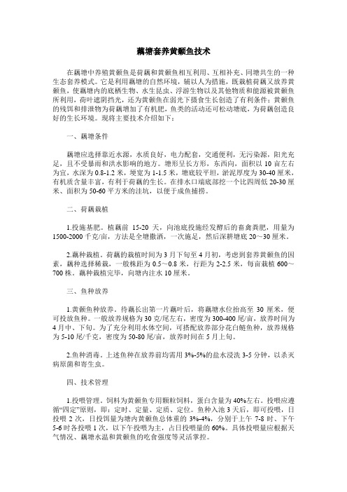 藕塘套养黄颡鱼技术
