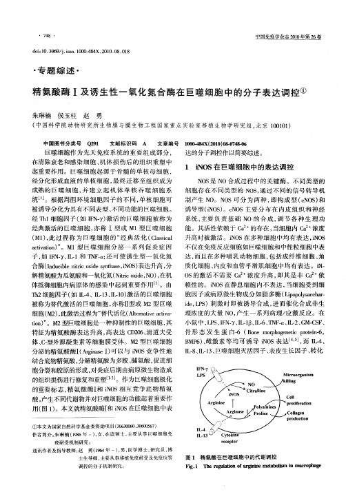 精氨酸酶Ⅰ及诱生性一氧化氮合酶在巨噬细胞中的分子表达调控