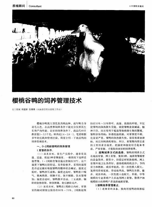 樱桃谷鸭的饲养管理技术