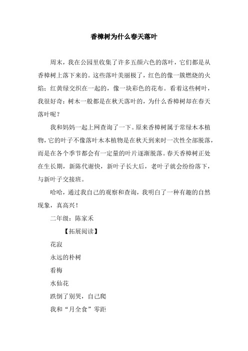 香樟树为什么春天落叶