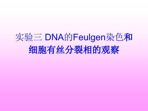 实验三 DNA的Feulgen染色法