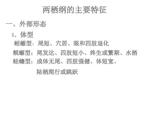 两栖纲的主要特征