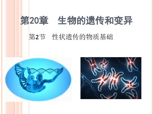 北师大版初中生物八上第六单元20.2《性状遗传的物质基础》 (共27张PPT)