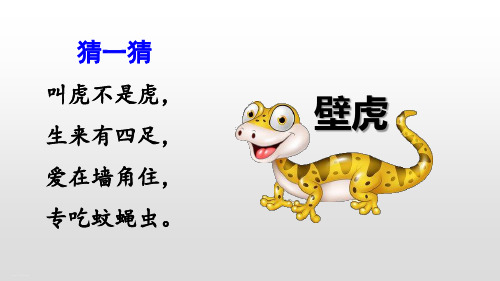 《小壁虎借尾巴》PPT—人教部编版小壁虎借尾巴优质课课件4