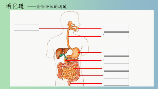 七年级生物下册4.2.2消化和吸收2新版新人教版