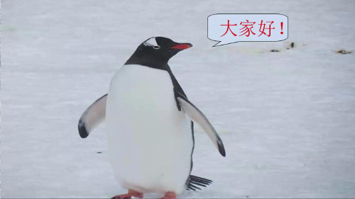 最新苏教版一年级语文下册《文  15 南极的主人》研讨课课件_8