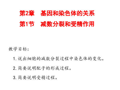 减数分裂和受精作用人教版高中生物必修二教学课件2