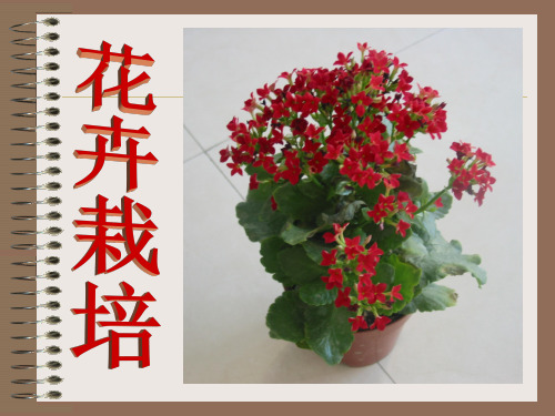 花卉栽培-环境因子