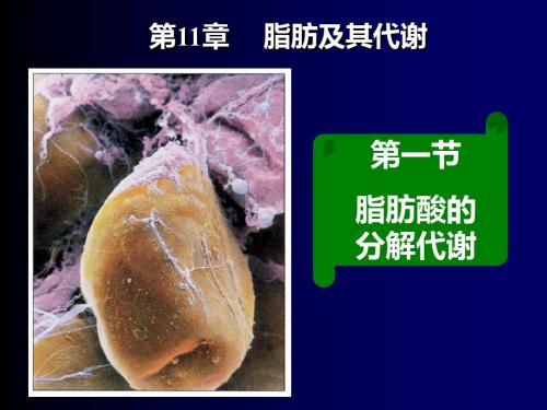 脂肪酸分解代谢-精选文档