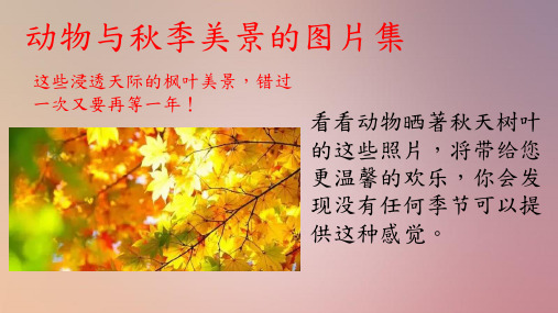 动物与秋季美景的,图片集