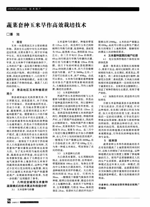 蔬菜套种玉米旱作高效栽培技术