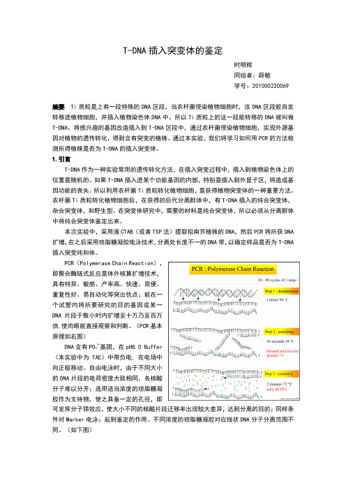 T-DNA插入鉴定实验报告