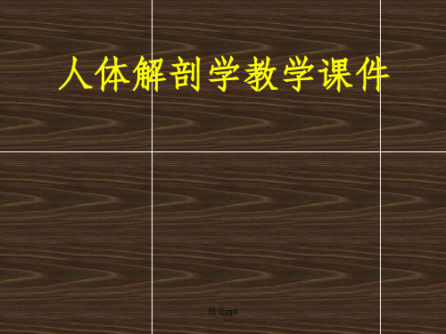 《上肢骨及其连结》