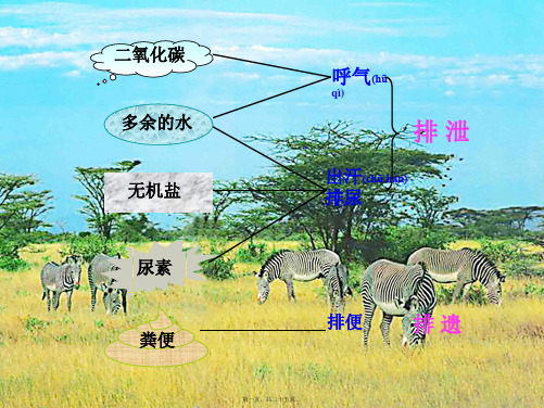七年级生物下册 第四单元 5.1 尿的形成和排出课件 
