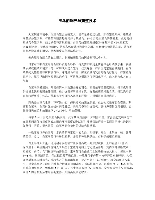 玉鸟的饲养与繁殖技术