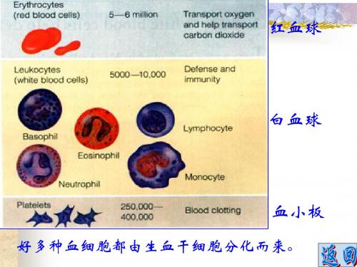细胞的分裂与分化2