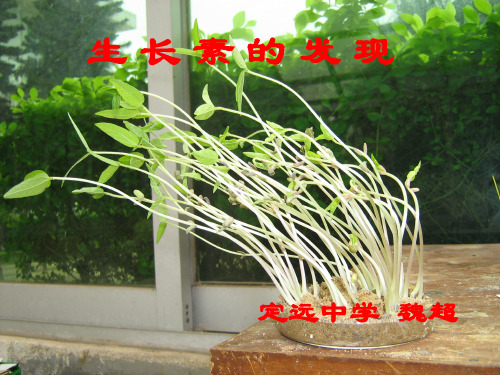 必修3 3.1生长素的发现(上课用)(共30张PPT)[优秀课件资料]
