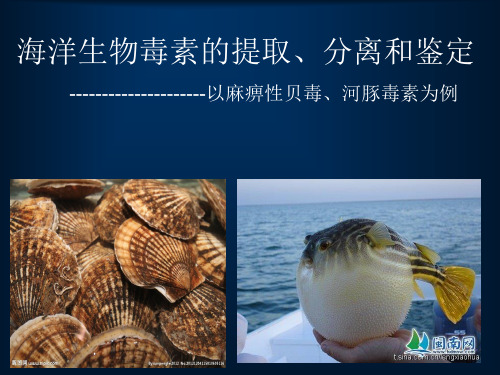 海洋生物毒素的提取
