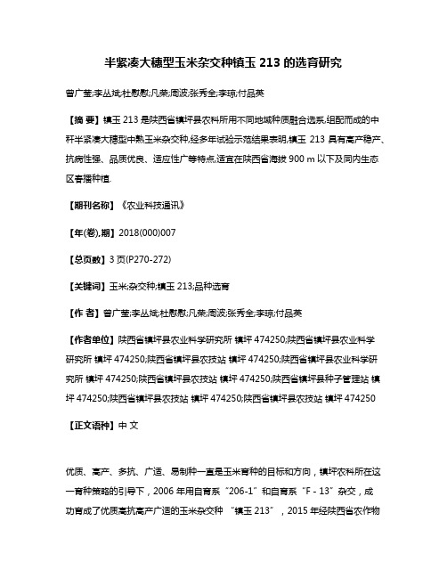 半紧凑大穗型玉米杂交种镇玉213的选育研究