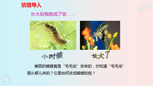 人教版八年级生物下册7.1.2昆虫的生殖和发育(32张ppt)课件